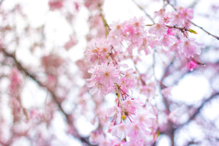 Cherry blossom or Sakura in Japanの写真素材