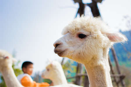 White baby alpaca