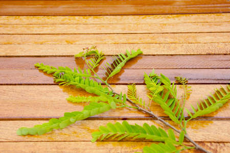 Wooden background with tamarind leave.Background for nature or country and relax or holiday style.の写真素材