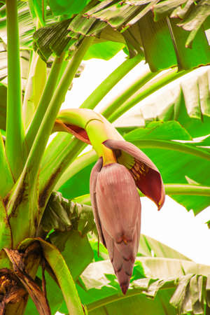 Banana tree background and banana blossom.background of nature or food and fruit background.and raw materialの写真素材