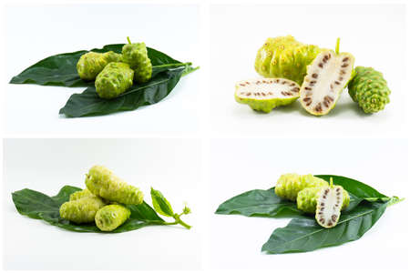 Set noni fruit isolated on white background.Fruit for health and herb for health.の写真素材