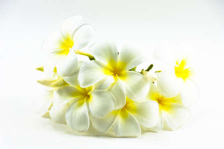 Plumeria flower isolated on white background.The national flower of Laosの写真素材