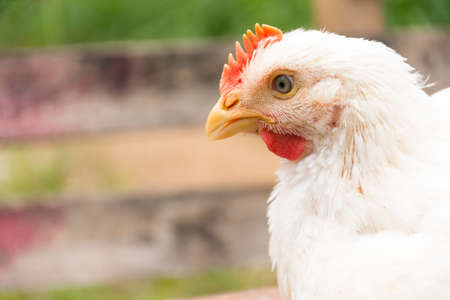 Chicken or Broiler chicken in animal welfare farm.Close upの写真素材