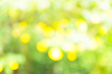 Background green and yellow bokeh.Bright with nature color background.の写真素材