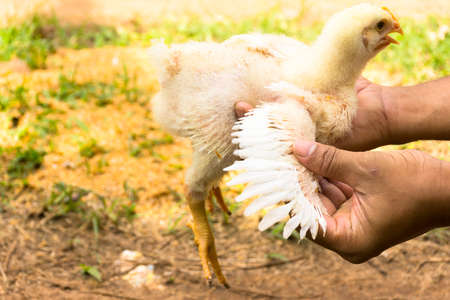 Young broiler chicken or Chicken in the hands of farmers  in animal welfare farm.の写真素材