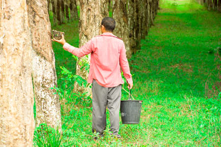 Rubber planters working in rubber tree.work backgroundの写真素材