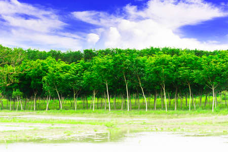 Young rubber tree with waterfront and  blue sky background.の写真素材