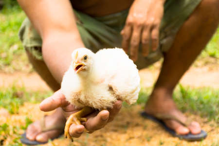 Young broiler chicken or Chicken in the hands of farmers  in animal welfare farmの写真素材