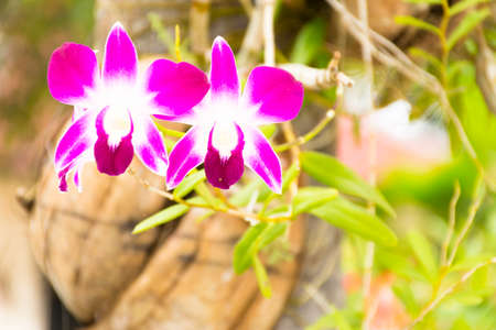 Thailand orchids or Dendrobium on  the tree.Close upの写真素材