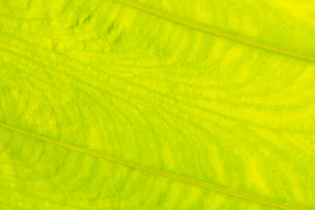 Green texture background from leaf.Close up.の写真素材