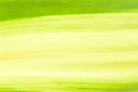 Green texture background from nature.Close up.1の写真素材