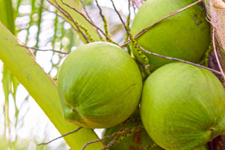 Cocunut cluster or coconut tree.Or fruit for health and summer.