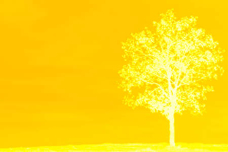 One tree texture on yellow background.Concept and idea image.の写真素材