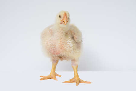 Chicken or young broiler chicken on isolated.の写真素材
