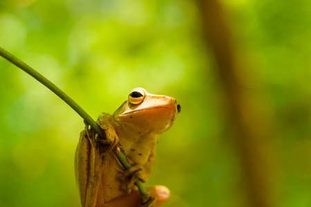 Common tree frog or golden tree frog and background of nature.Close up1の写真素材