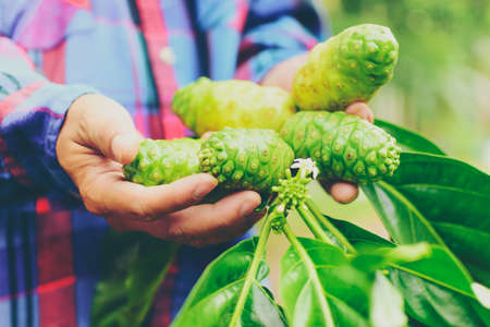 Gardener with  noni fruit in his hand.Zoom in