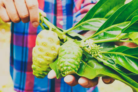 Hands of gardeners who are holding noni fruit.の写真素材