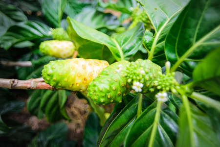 Noni tree or branch of noni fruit.Zoom in.の写真素材