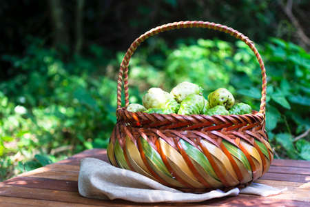 Noni basket on wooden table with nature backgroundの写真素材