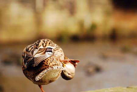 Mallard Duck pruning its selfの写真素材