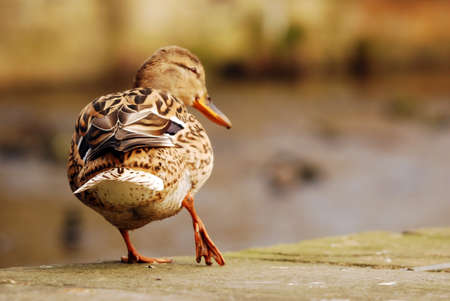 Mallard Duckの写真素材