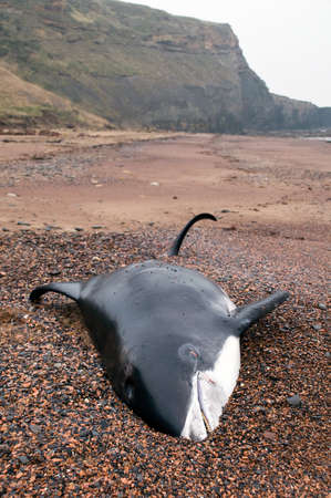 White Beaked Dolphin on beachの写真素材