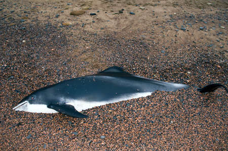 Beached white beaked dolphinの写真素材