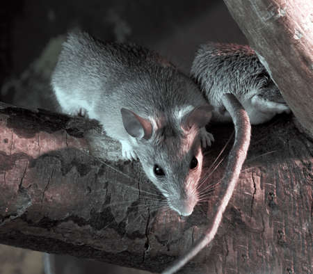 Ratsの写真素材