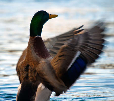 Mallard duck shaking feathersの写真素材