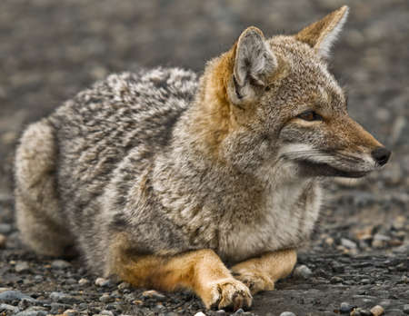 Grey Patagonian Foxの写真素材