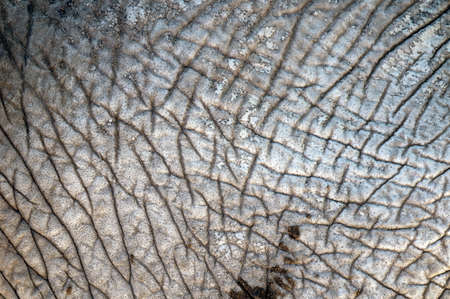 Close up texture of an elephants thick skinの写真素材