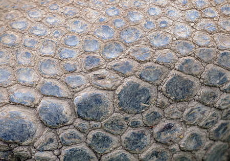 Giant tortoise skinの写真素材