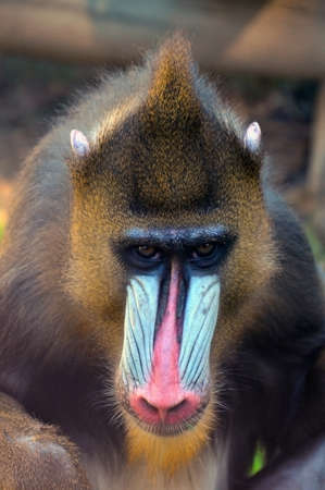 Coulourful Mandril