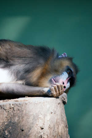 Relaxing Mandrilの写真素材