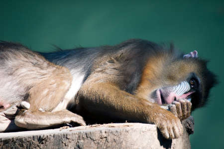 Mandril Lying downの写真素材