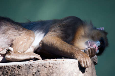 Wild Mandril on log