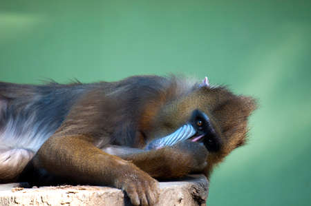 Mandril Taking it easy
