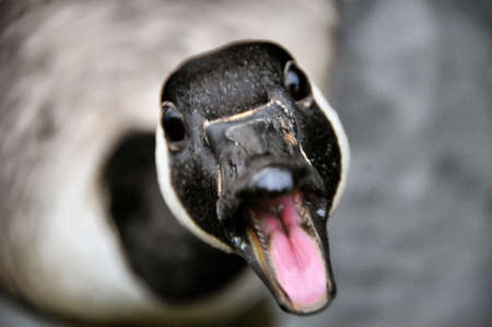 Mother Gooseの写真素材