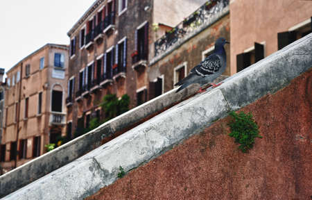 a typical picturesque scene of Venice, a very popular tourist destination の写真素材