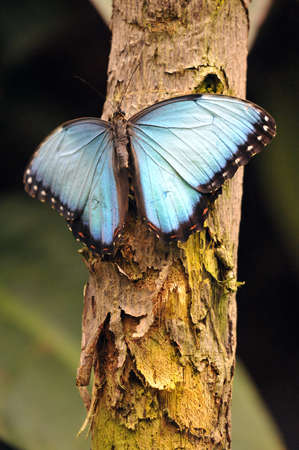 Blue Costa Rican Morpho Butterfly