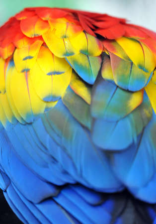 Colourful Macaw Feathers