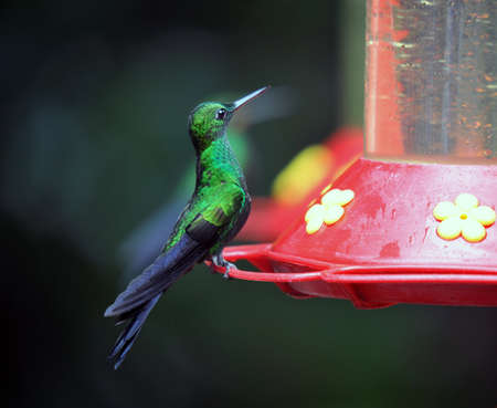 Humming bird in Costa Rica eating from an artificial nectar potの写真素材
