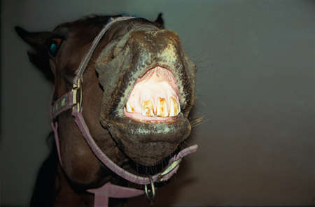 horse 2の写真素材