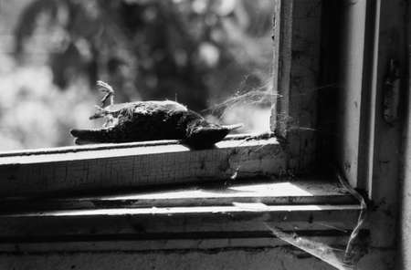 window 2の写真素材