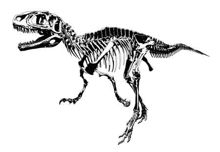 dinosar skeletonのイラスト素材