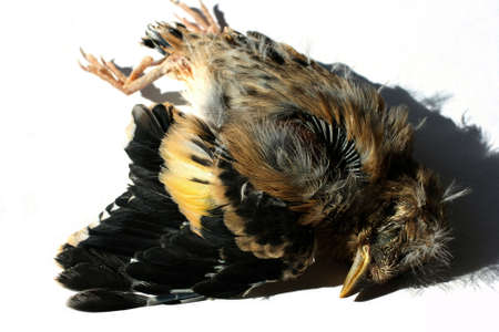 Dead bird