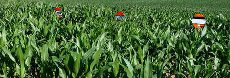 cornfieldの写真素材