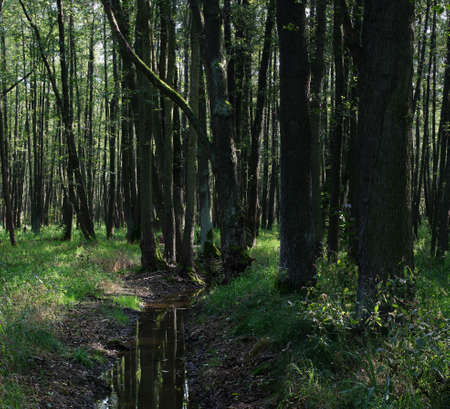 woods stream