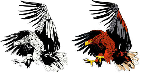 eagle attackのイラスト素材
