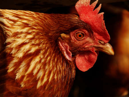 hen portraitの写真素材